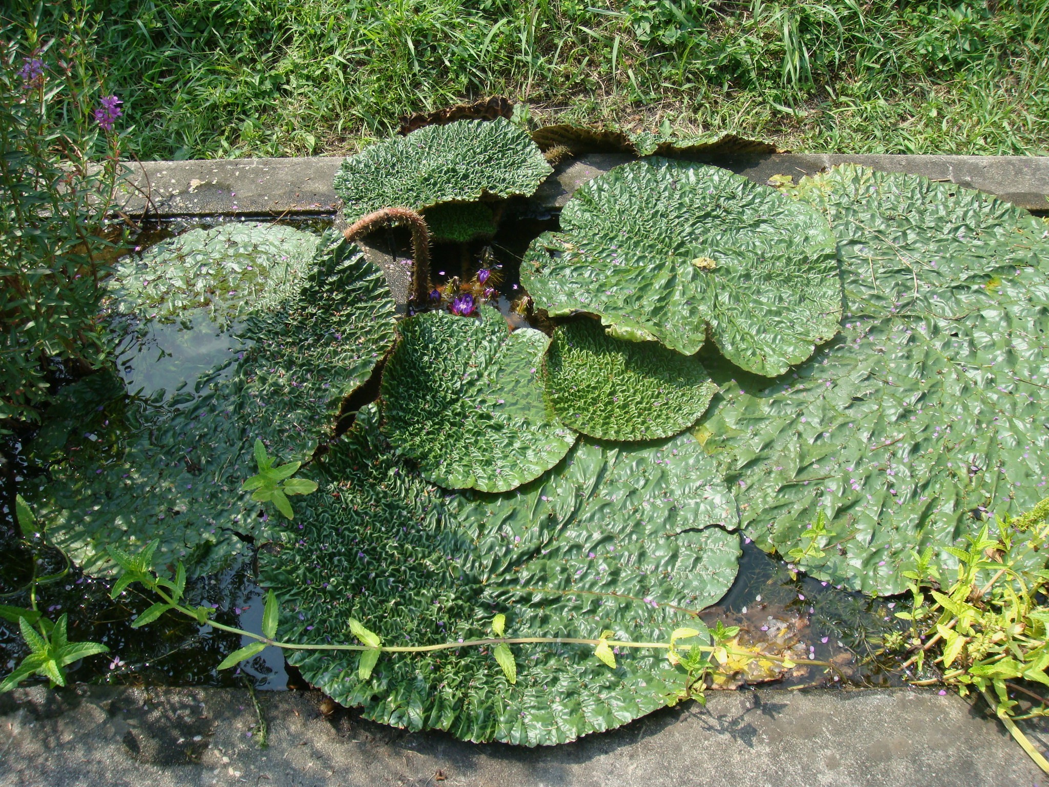 Euryale Plant